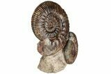 Free-Standing Fossil Ammonite (Hammatoceras) Pair - France #227339-2